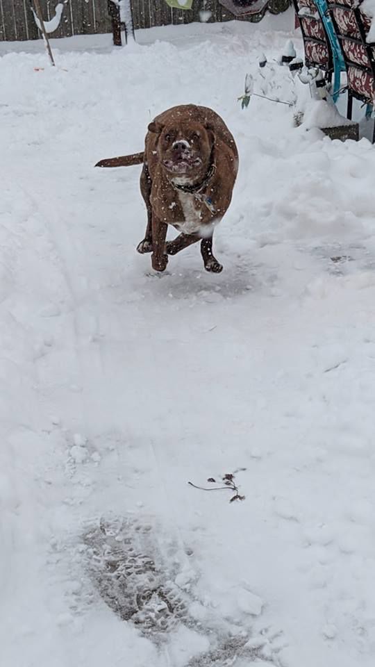 Dashing through the snow piles!